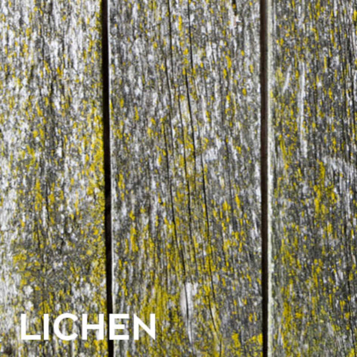 EQUISOL_Null_Lichen_Killer_Decking_Perth