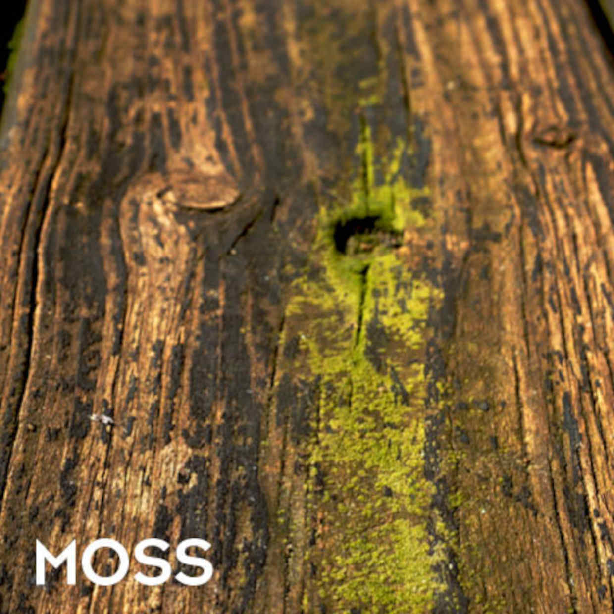 EQUISOL_Null_Moss_Killer_Decking_Perth