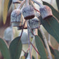 Everdeck_Gumnut_Grey_Decking_Perth_04