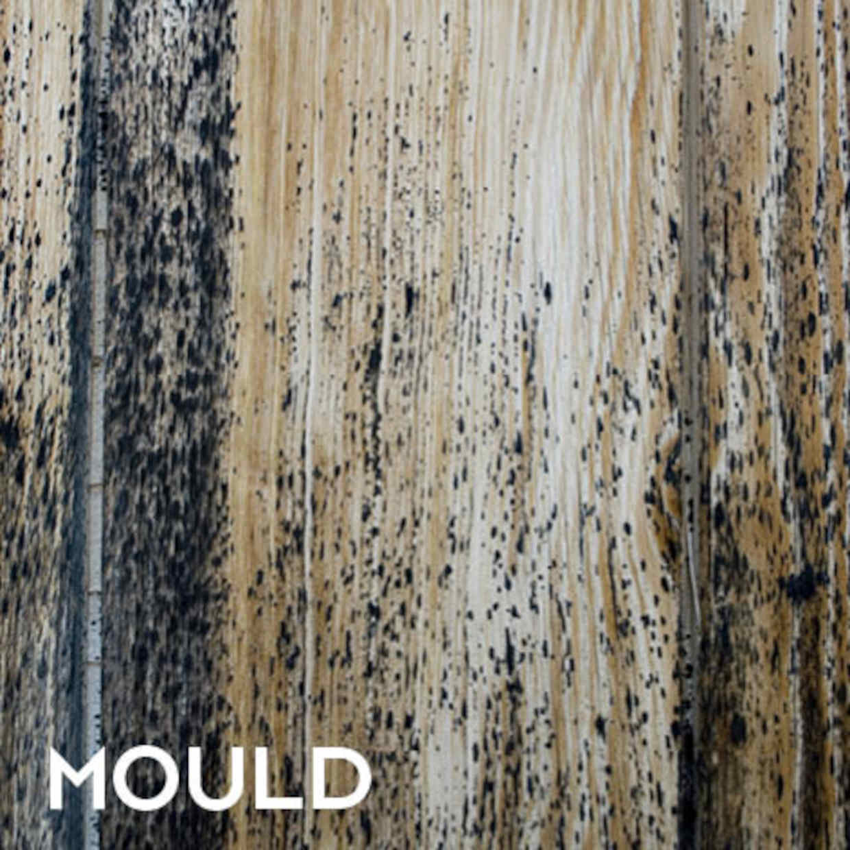 EQUISOL_Null_Mould_Killer_Decking_Perth